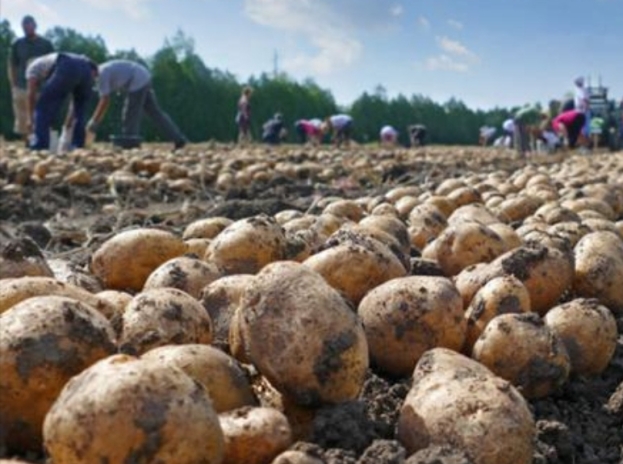Proizvođači u Hercegovini strahuju od uvoza: Umjesto ljubuškog, jest ćemo egipatski krumpir?