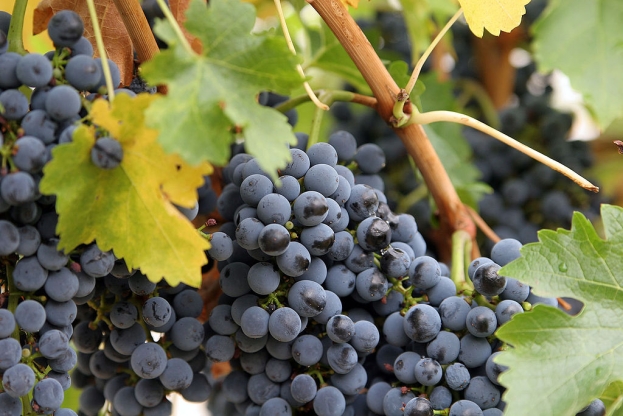 Iako je Hercegovina vinska regija, mladi se ne žele baviti vinogradarstvom