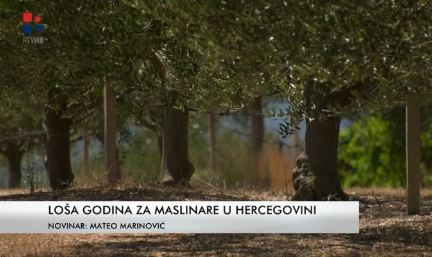 Loša godina za maslinare u Hercegovini: Maslina nema, a ulje će poskupiti