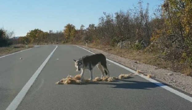 Vukovi na cesti između Makarske i Vrgorca [video]