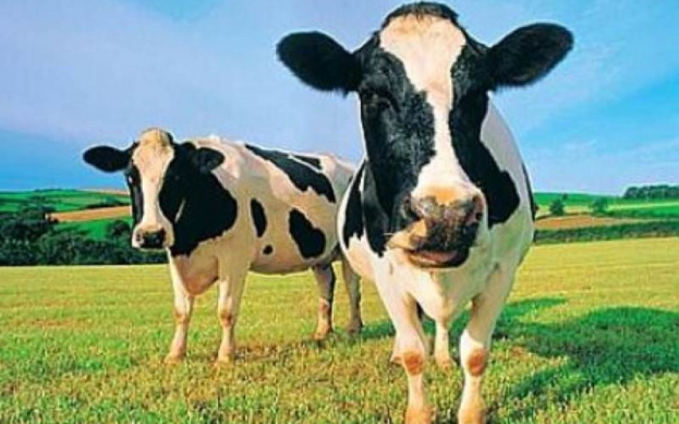 Odluka o dodjeli novčanih potpora za uzgajivače goveda na području Grada Ljubuškog