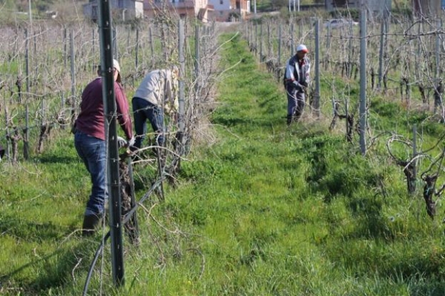 Nove vinograde na ulazu u Ljubuški podići će šest vinara