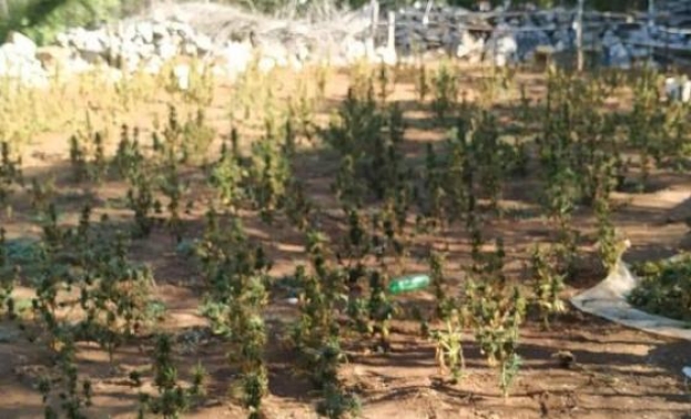 Ljubuška policija otkrila plantažu marihuane vrijednu preko milijun KM