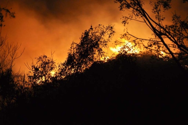 U Ljubuškom izgorjelo 50-ak stabala pistacije sa sistemom za navodnjavanje