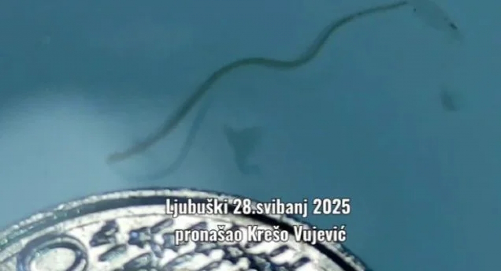 Ugor težak 1.30 kg ulovljen u vodama između Kravice i Koćuše [VIDEO]