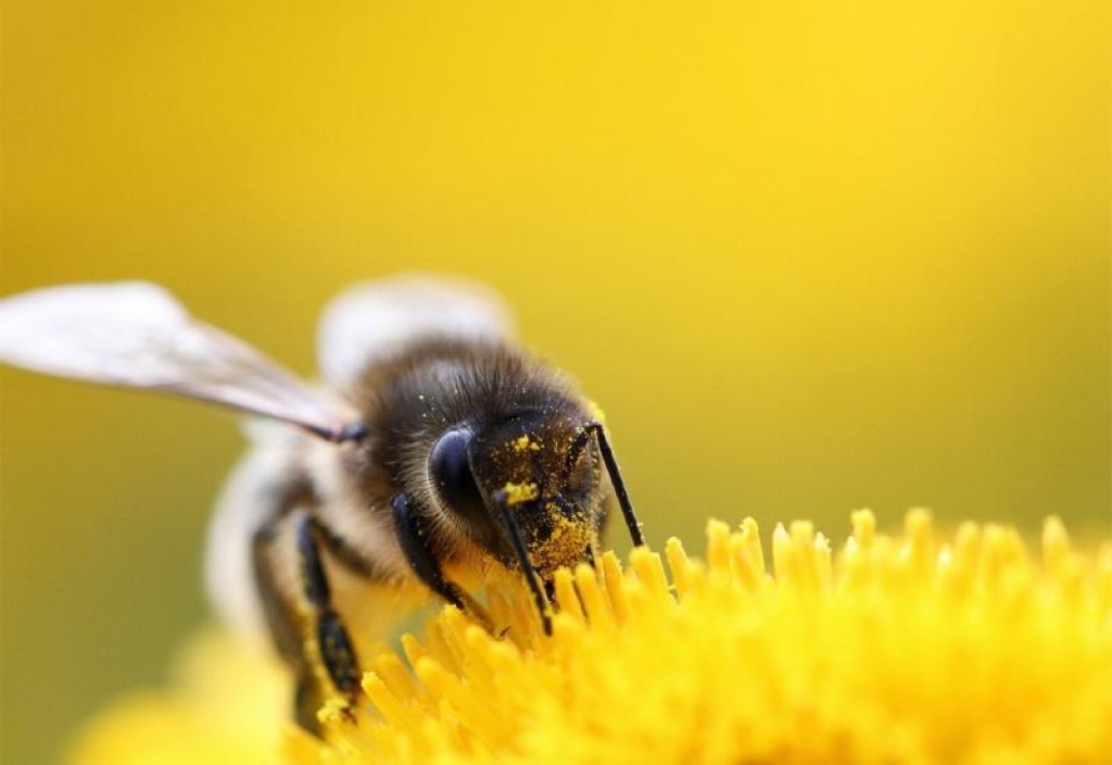 Znanstvenici otkrili pčelu koja je pola mužjak, pola ženka