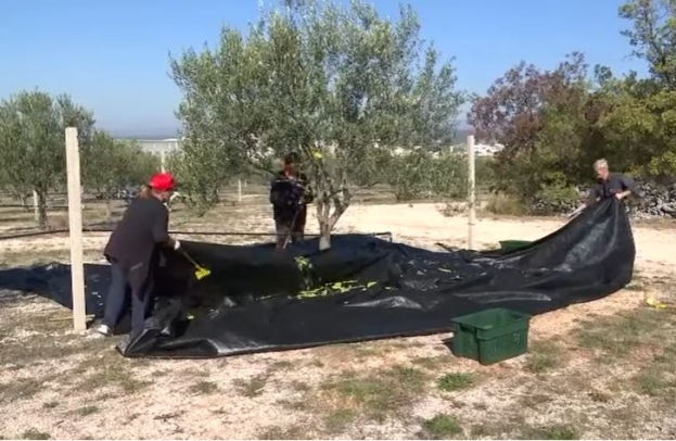 Masline u Hercegovini zasađene na 350 hektara [video]