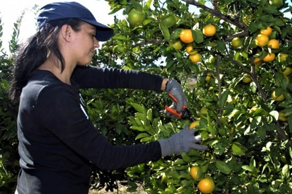 Za dnevnicu od 40 € mandarine će brati više od tisuću radnika