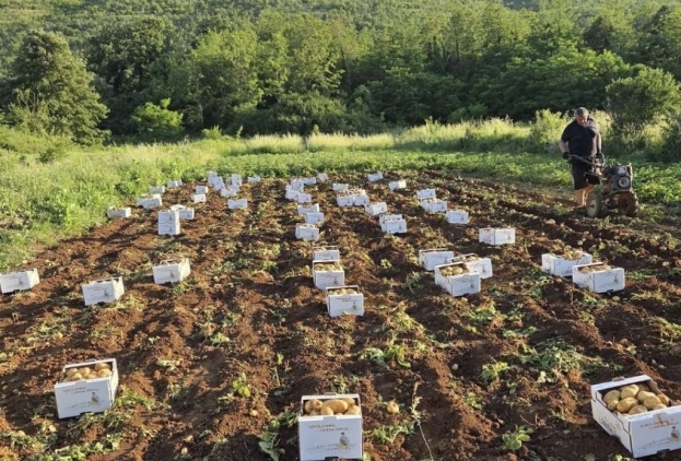 Ljubu&scaron;ki rani krumpir bilježi prosječnu sezonu, cijene niže nego lani