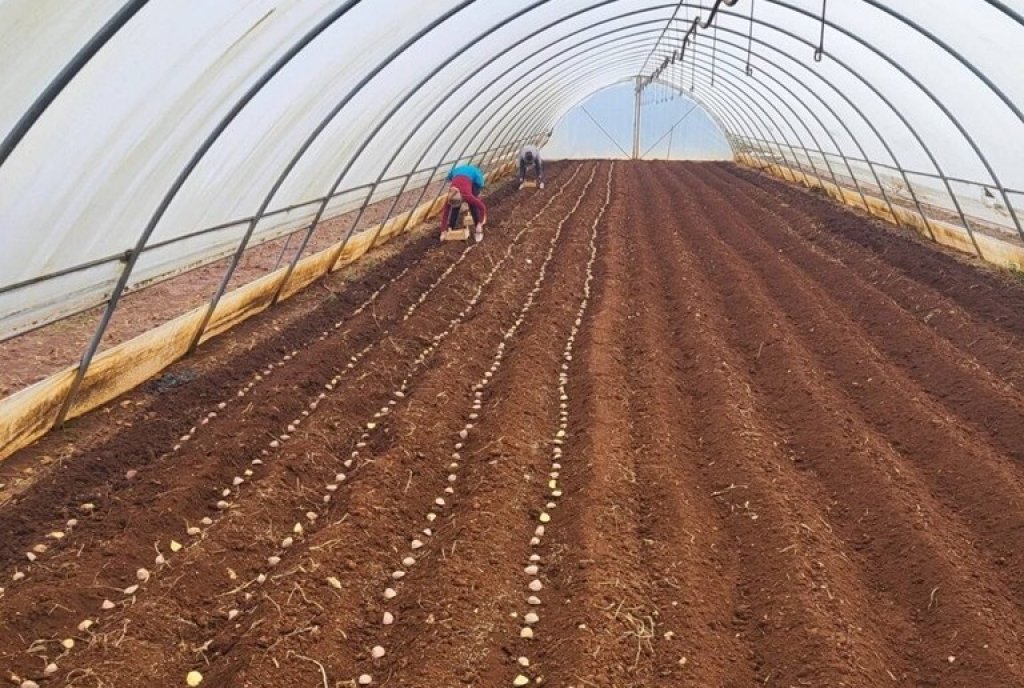 Sadnja &ldquo;ljubu&scaron;kog ranog&rdquo; pri kraju, u veljači se očekuje početak vanjske proizvodnje