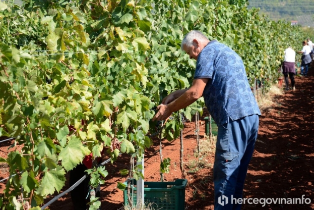 Grožđe skuplje za 0,70 KM, a cijena vina ide na 7 KM