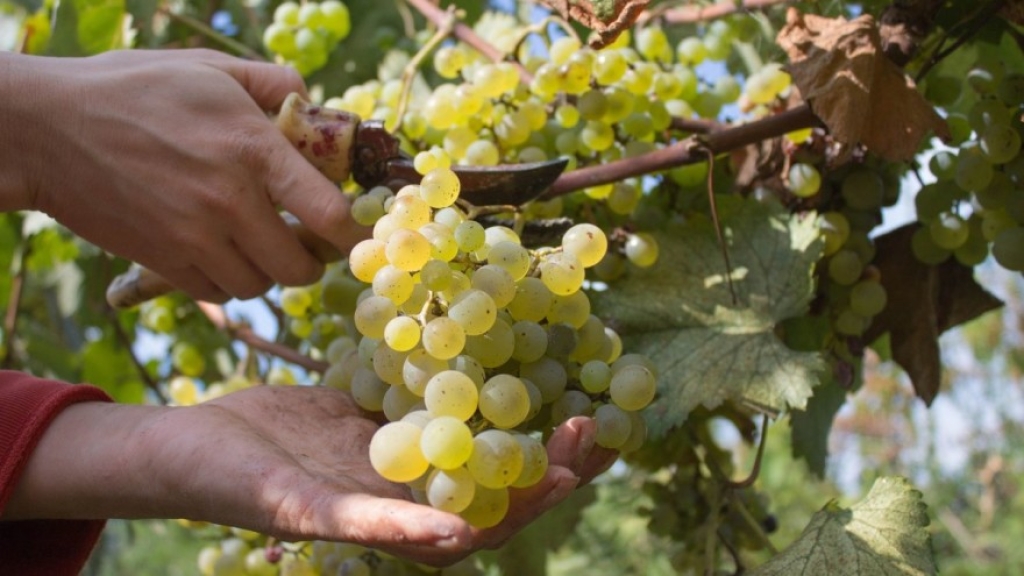 Počinje berba vinskih sorti grožđa u Hercegovini