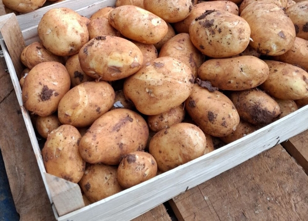 Na ljubu&scaron;ku pijacu uoči Uskrsa rekordno rano stigli domaći mladi krumpiri
