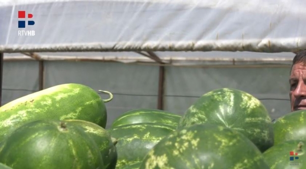 Uvozna lubenica uništava domaću [video]