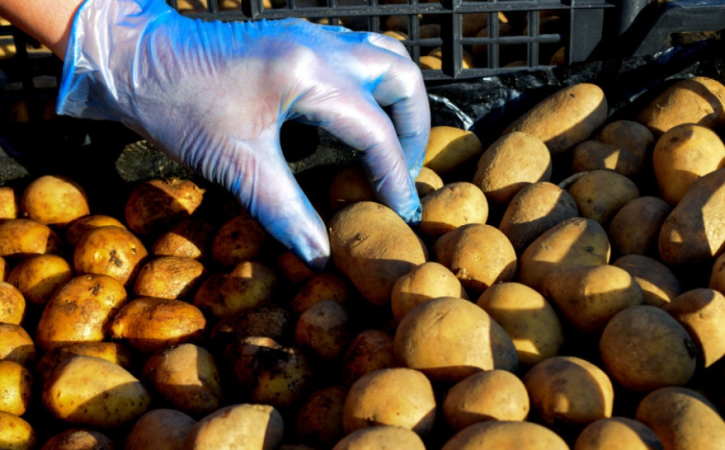 Čovjek i industrija: Nekoliko je mogućnosti kako je teški i po život opasni metal dospio u krumpir
