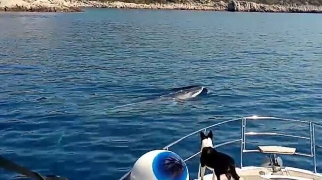Svratili u Jadran: Kod Šolte snimljeni kitovi [video]