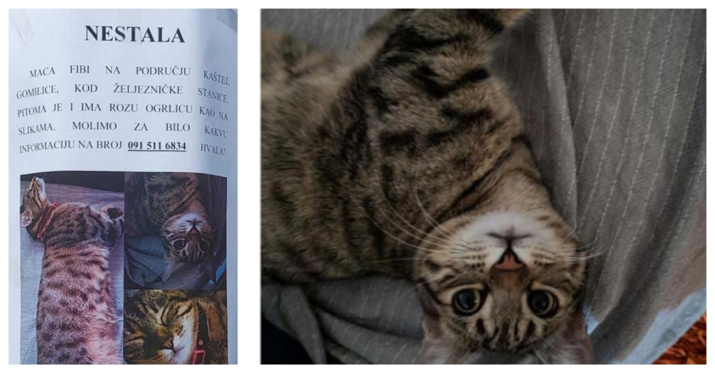 Nevjerojatno: Izgubljena maca Fibi iz Hrvatske pronađena na Orahovlju, 120 km daleko od doma, tjednima je tražili u Grabu