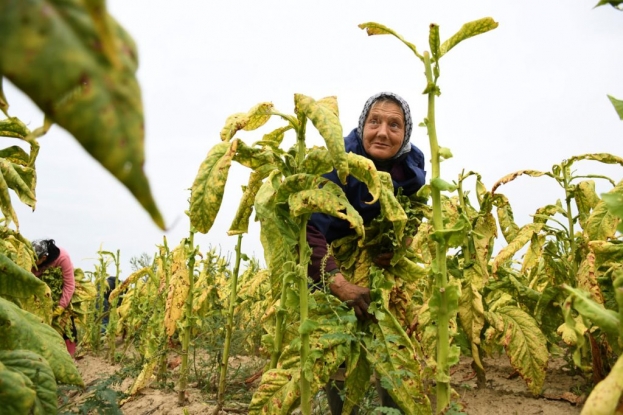 Sezona otkupa rezanog duhana: Prilika za smanjenje crnog tržišta u BiH